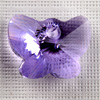 CRYSTALLIZED™ 6754 butterfly pendant violett (371), 18mm, 1 Stck.